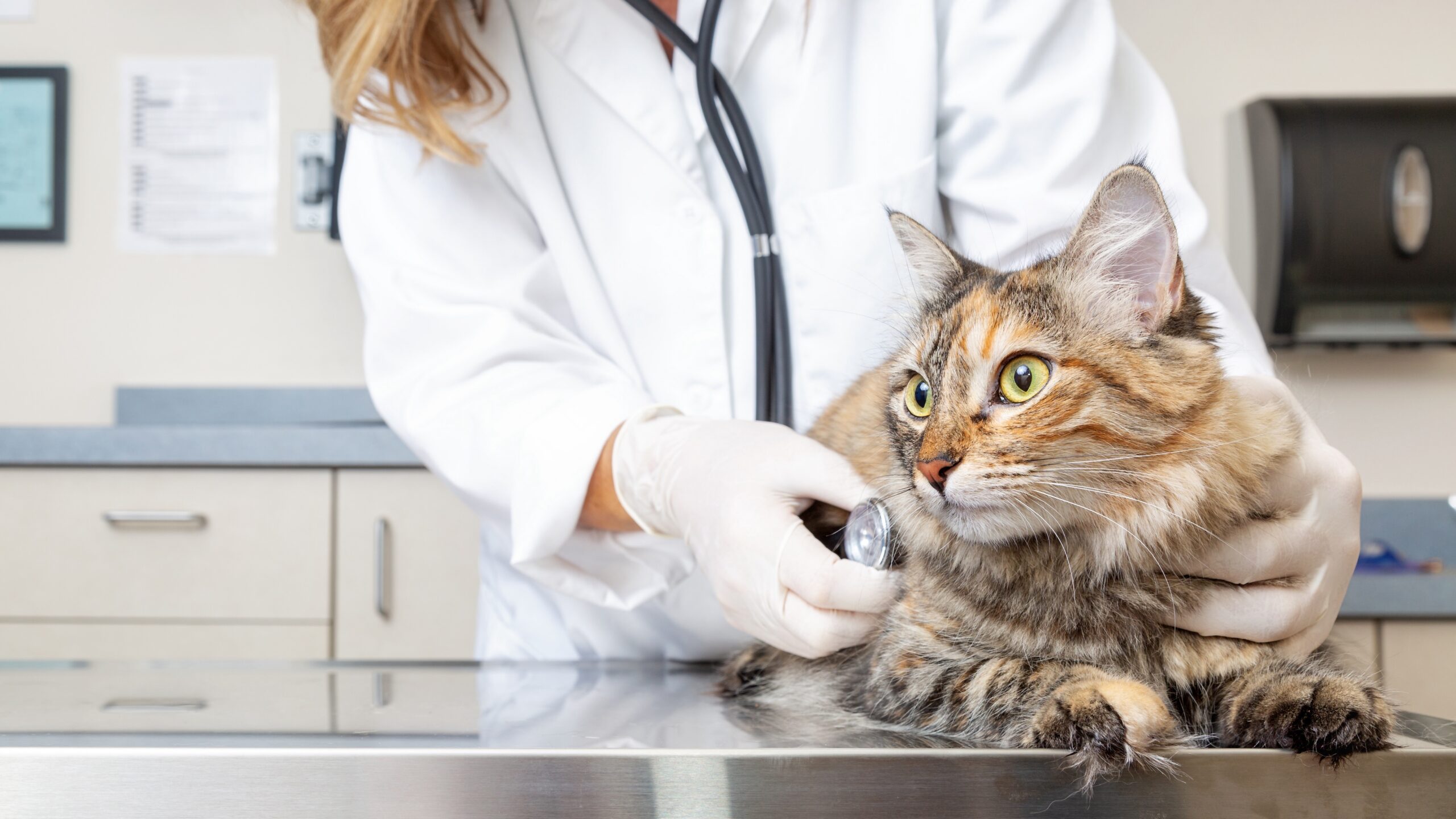 Veterinarian wearing medical gloves and using a stethoscope to examine a calico tabby cat on an examination table scaled